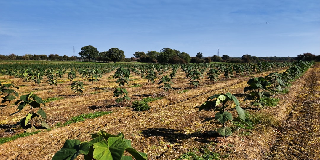 The Phoenix One® hardwood tree plantation at the Euston Estate, Suffolk