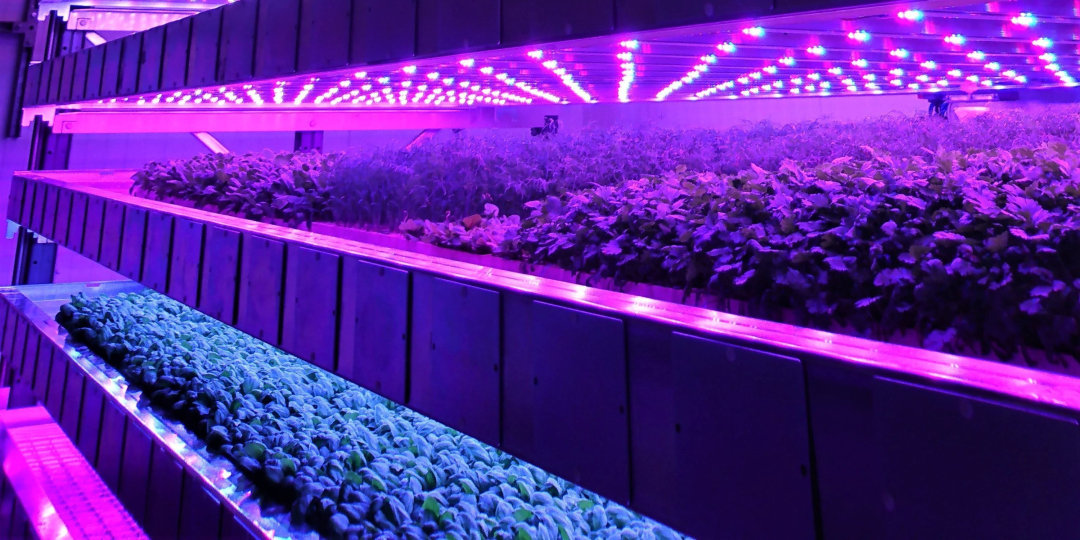 Example crops being grown in an Intelligent Growth Solutions tower