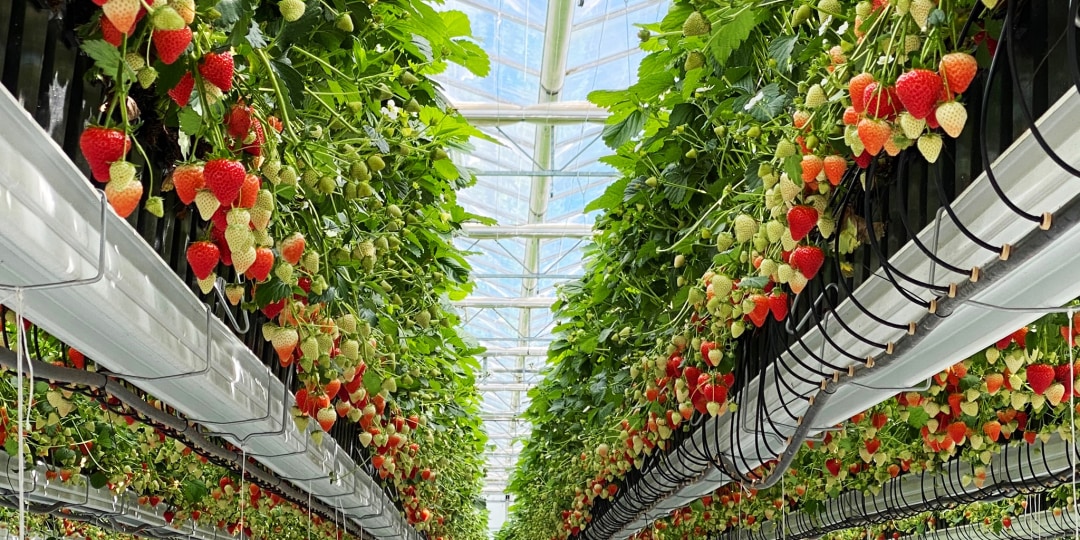 The strawberries growing in one of Global Berry’s advanced glasshouses